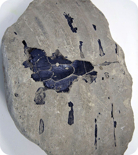 Eocene vondsten bij Wonderrijck Twente